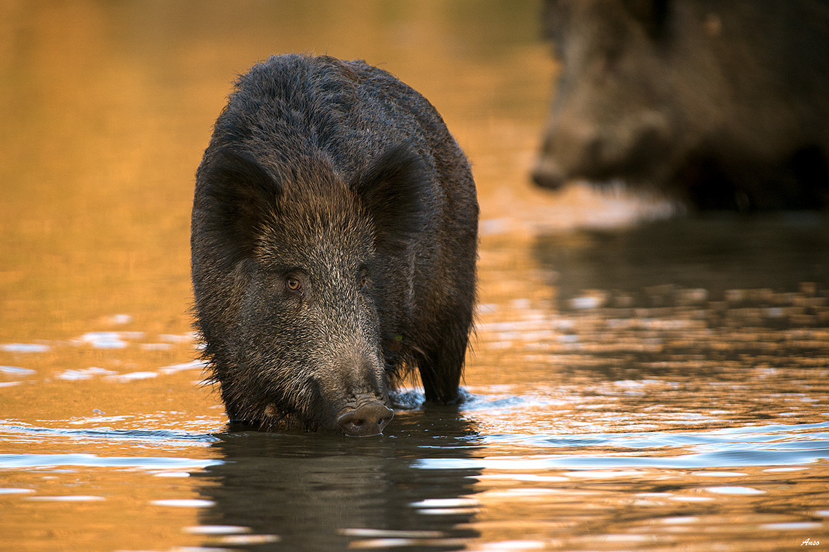 boar at sunset