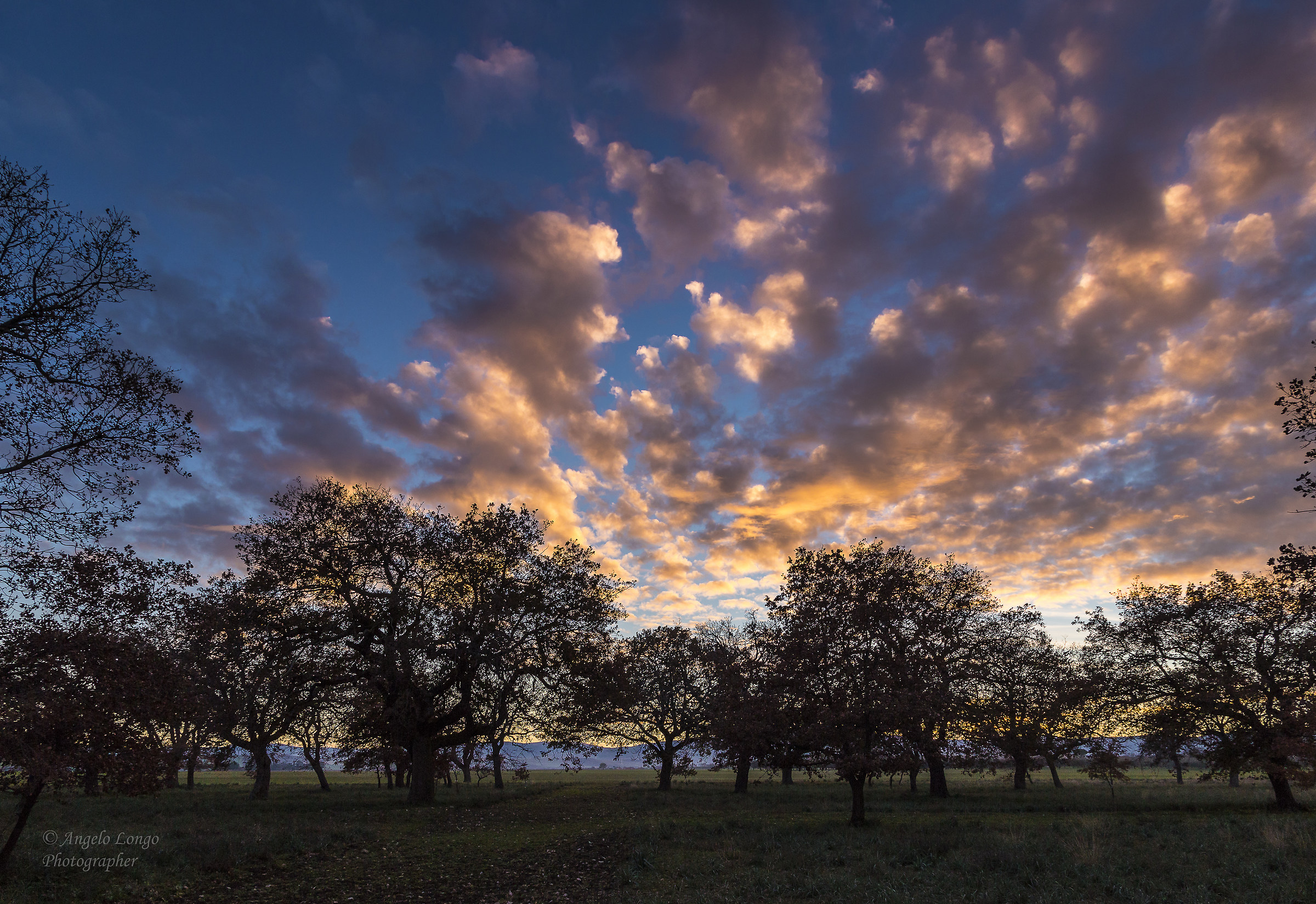 Twilight Woods Mezzana Grande (Lucera -fg)