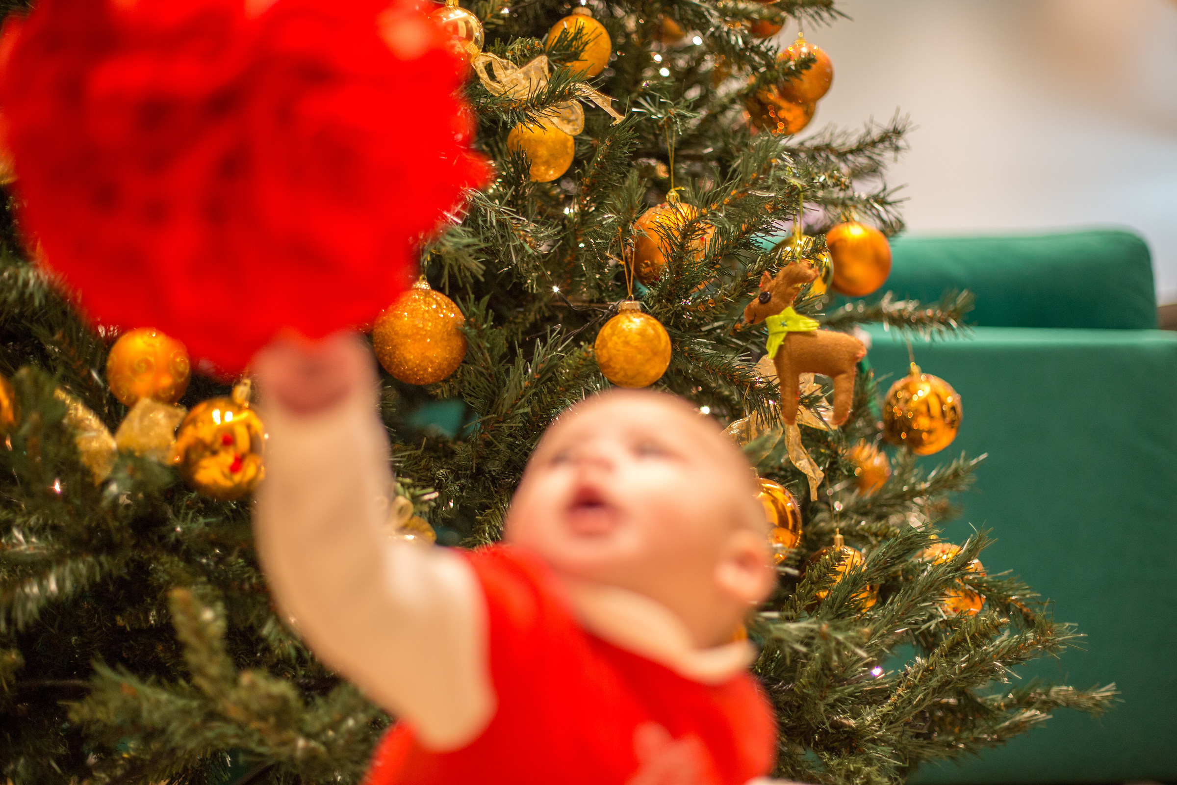 La renna di Natale ...