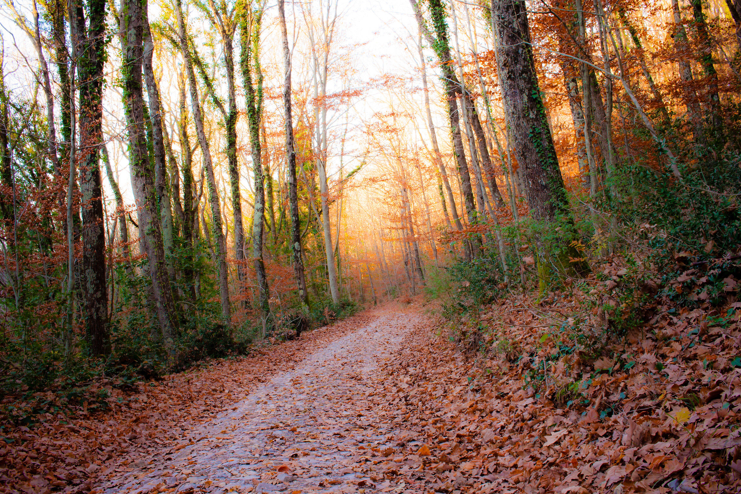 passeggiata nel bosco