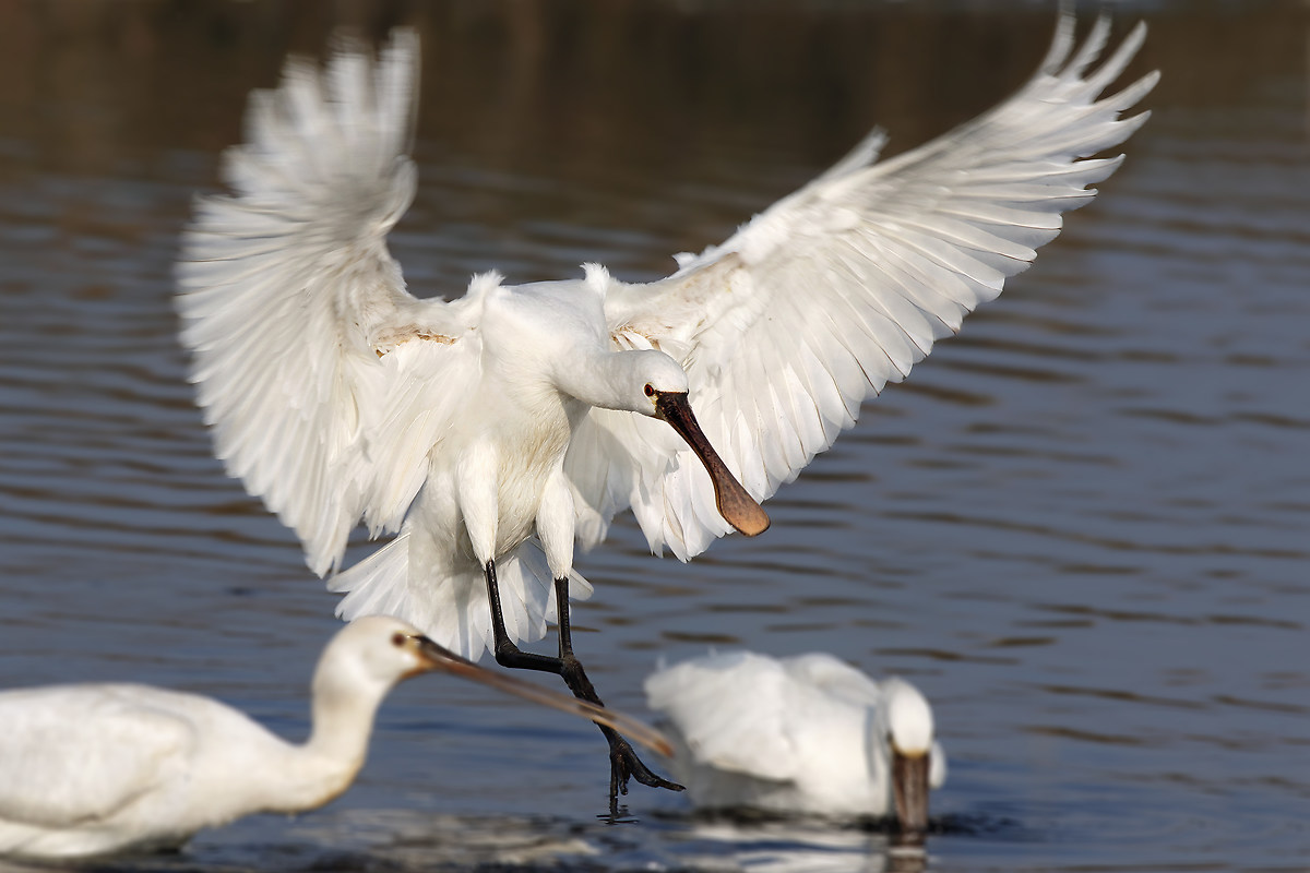 Ecco, arriva la spatola
