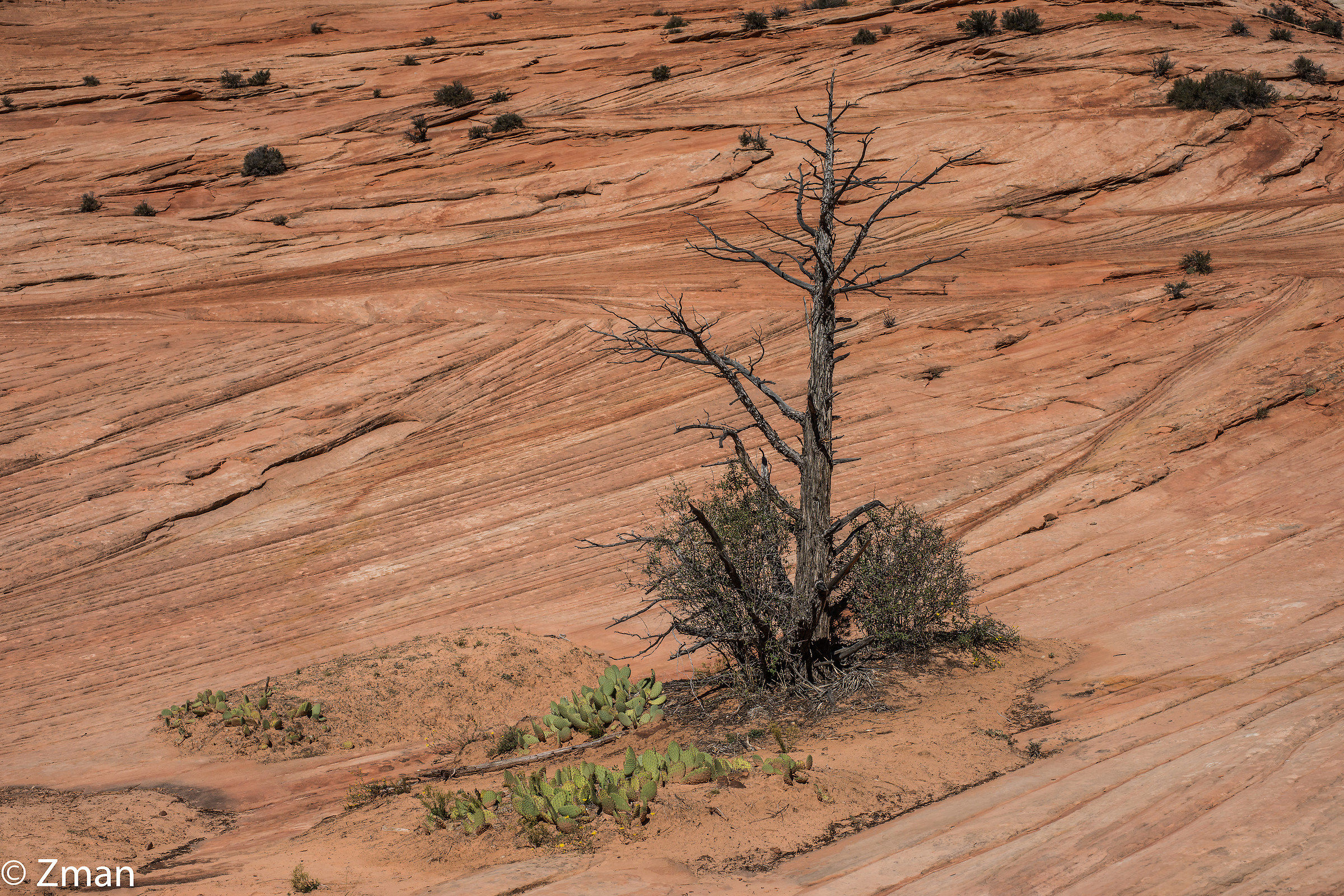 Zion National Park