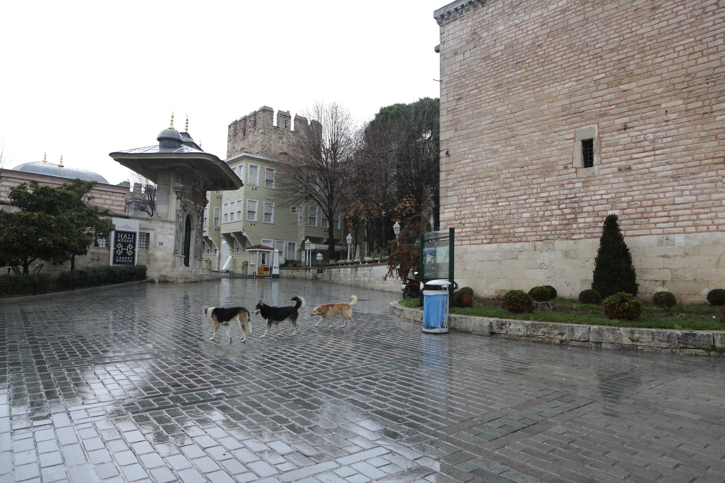 tre cani per strada