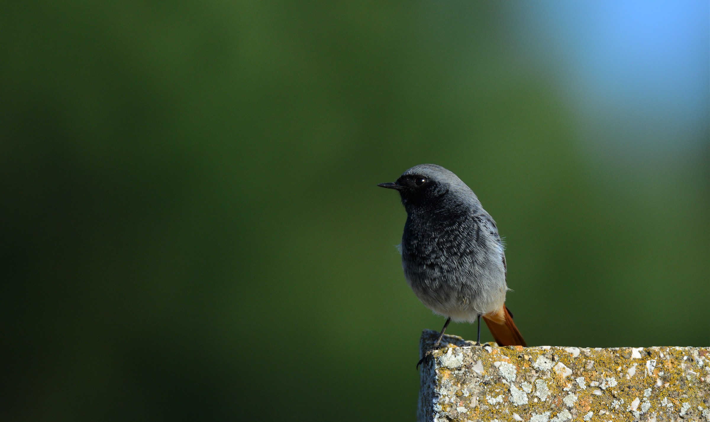 Chimney sweep Redstart