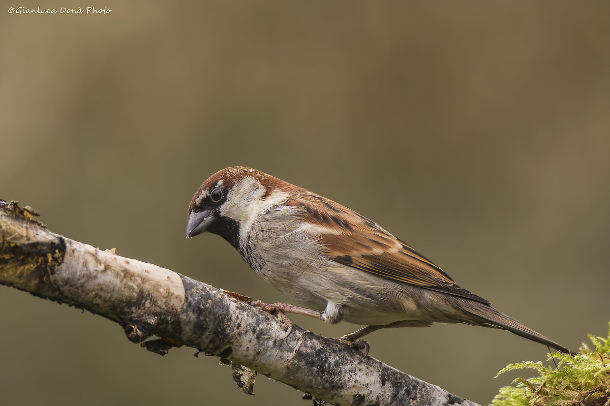 Sparrow