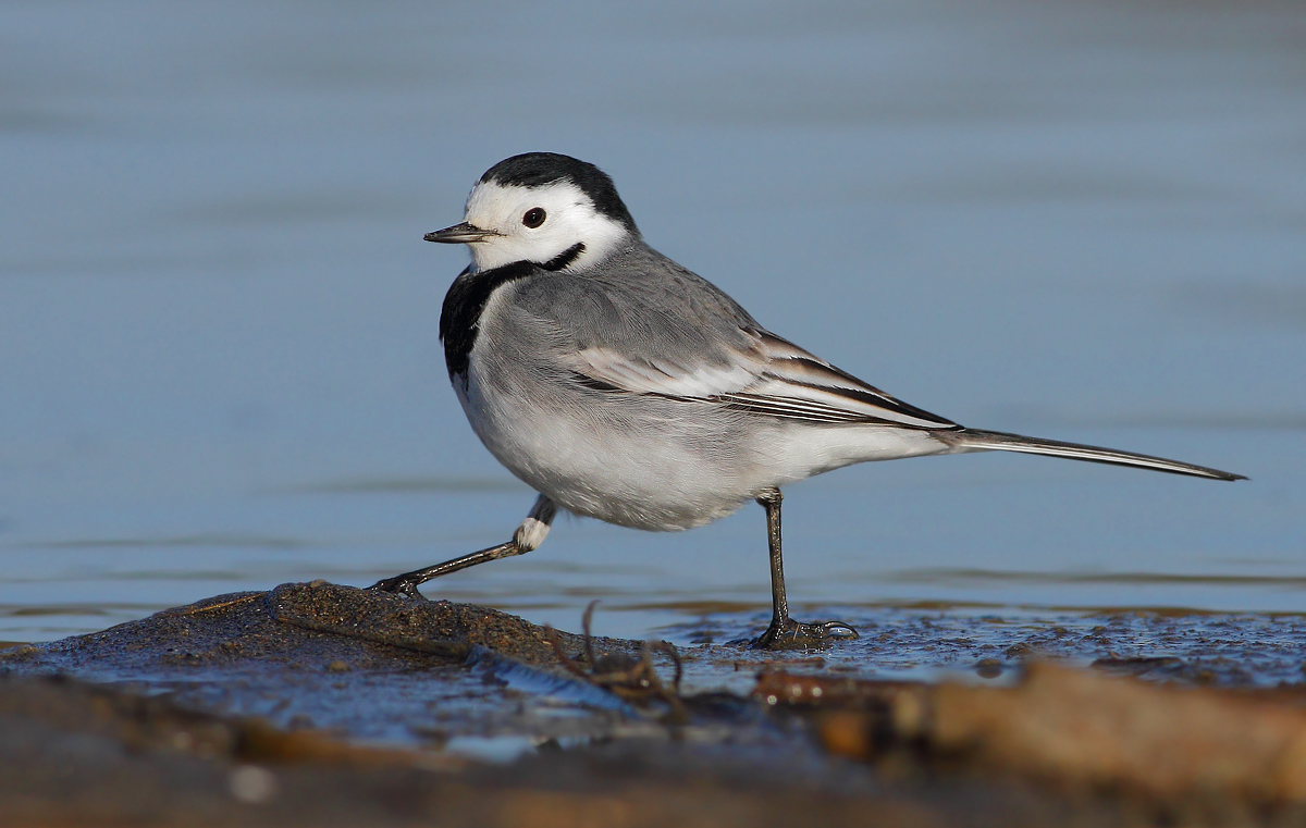White wagtail