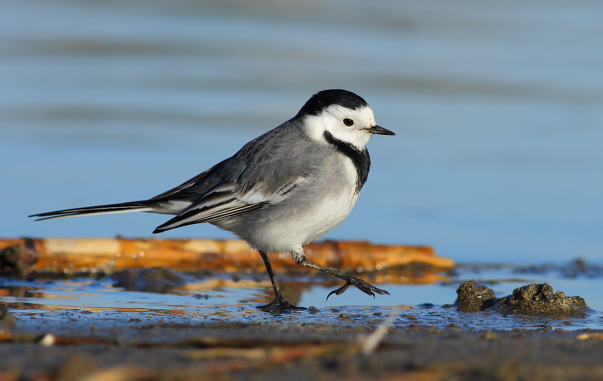 White wagtail