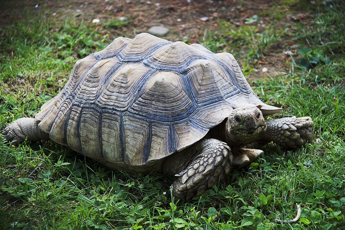 Tortoise