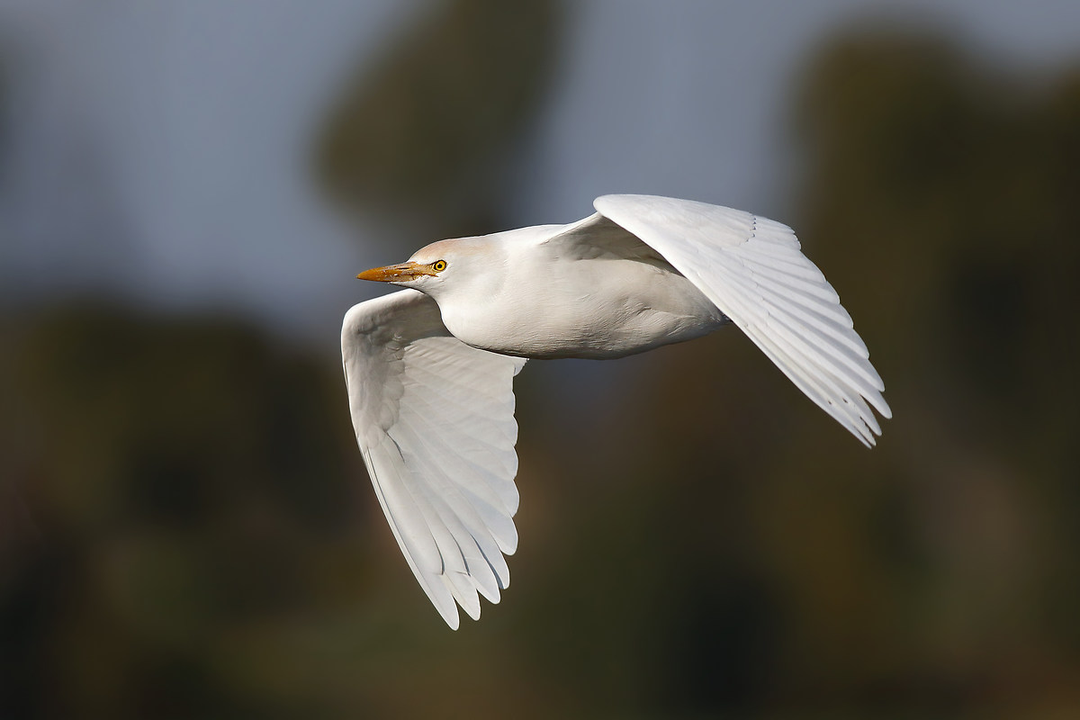 The elegance of the egret in flight
