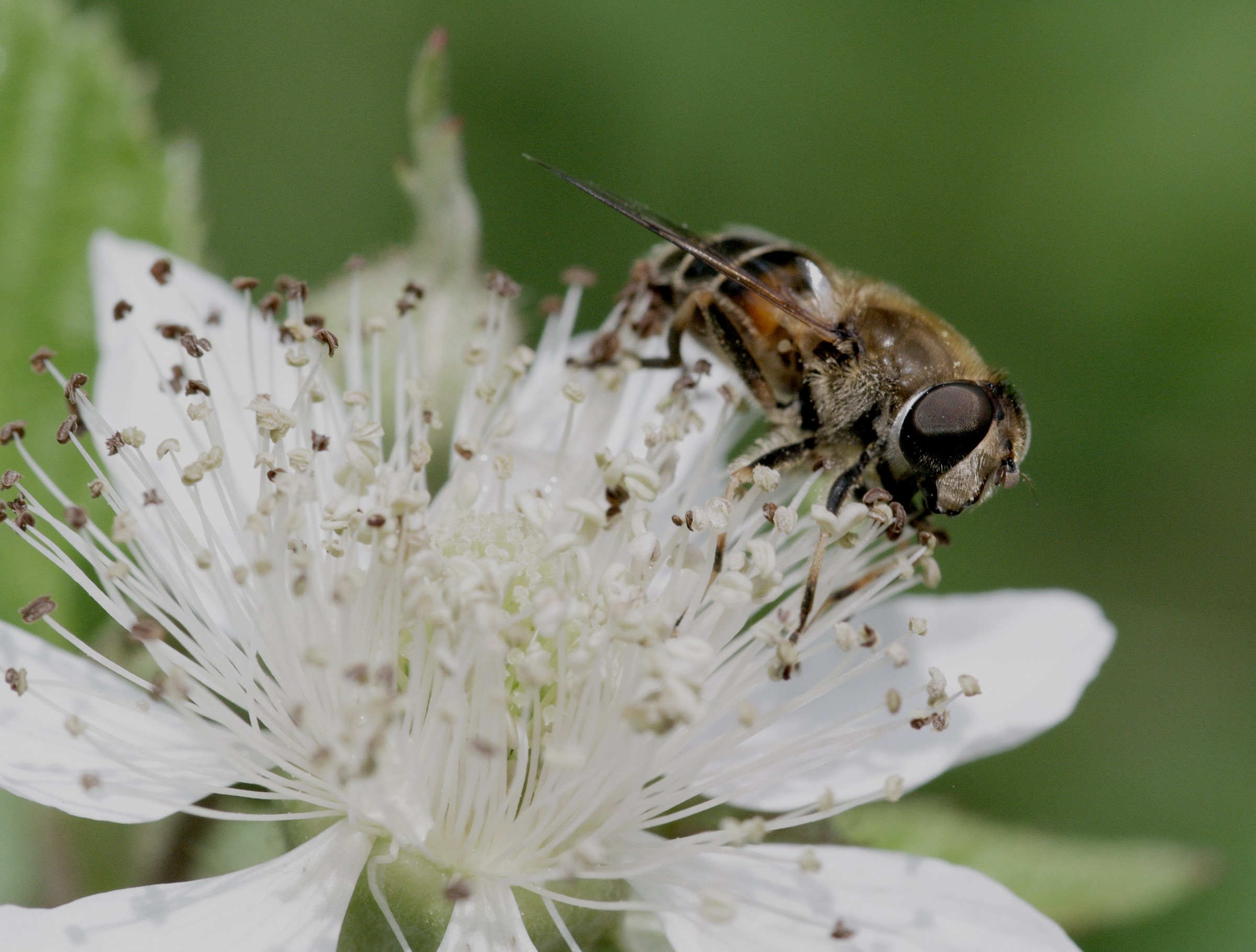 Bee on fiorediorovo (1)