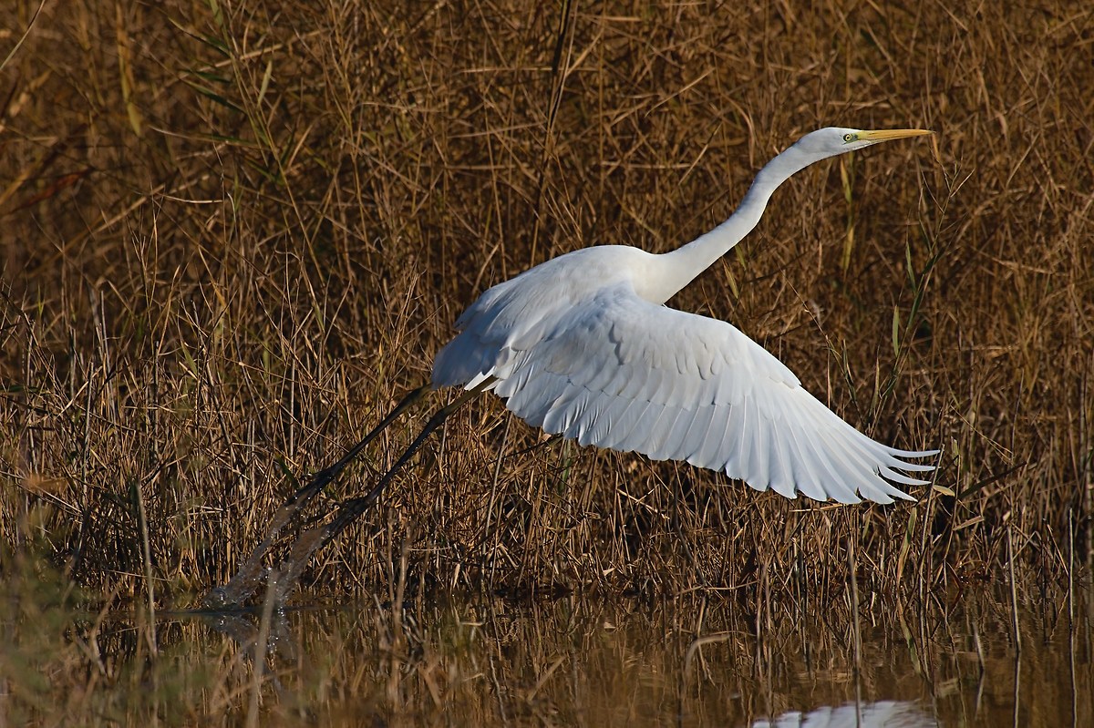 The take-off of the "White"
