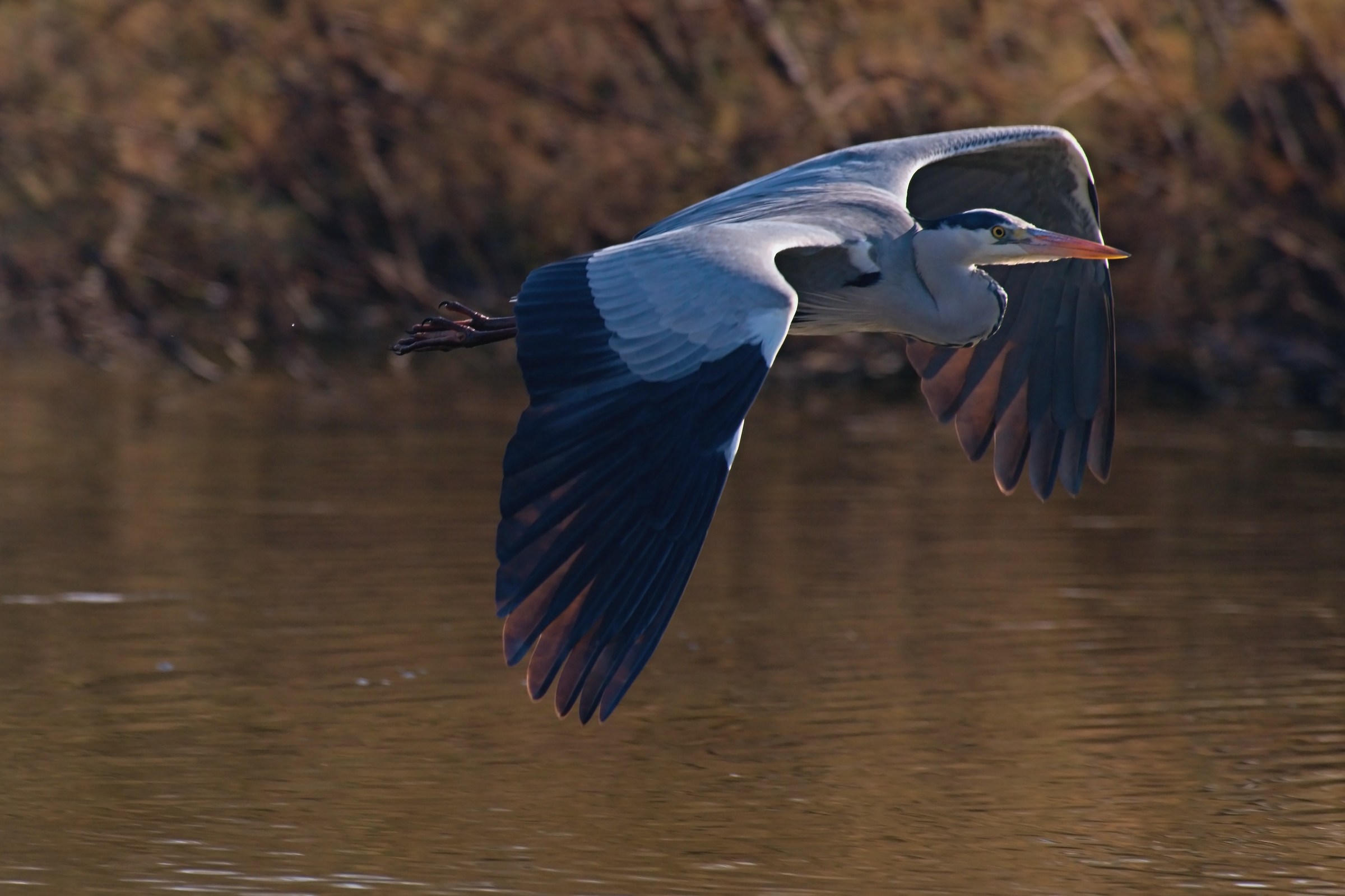 The Flight of the Heron