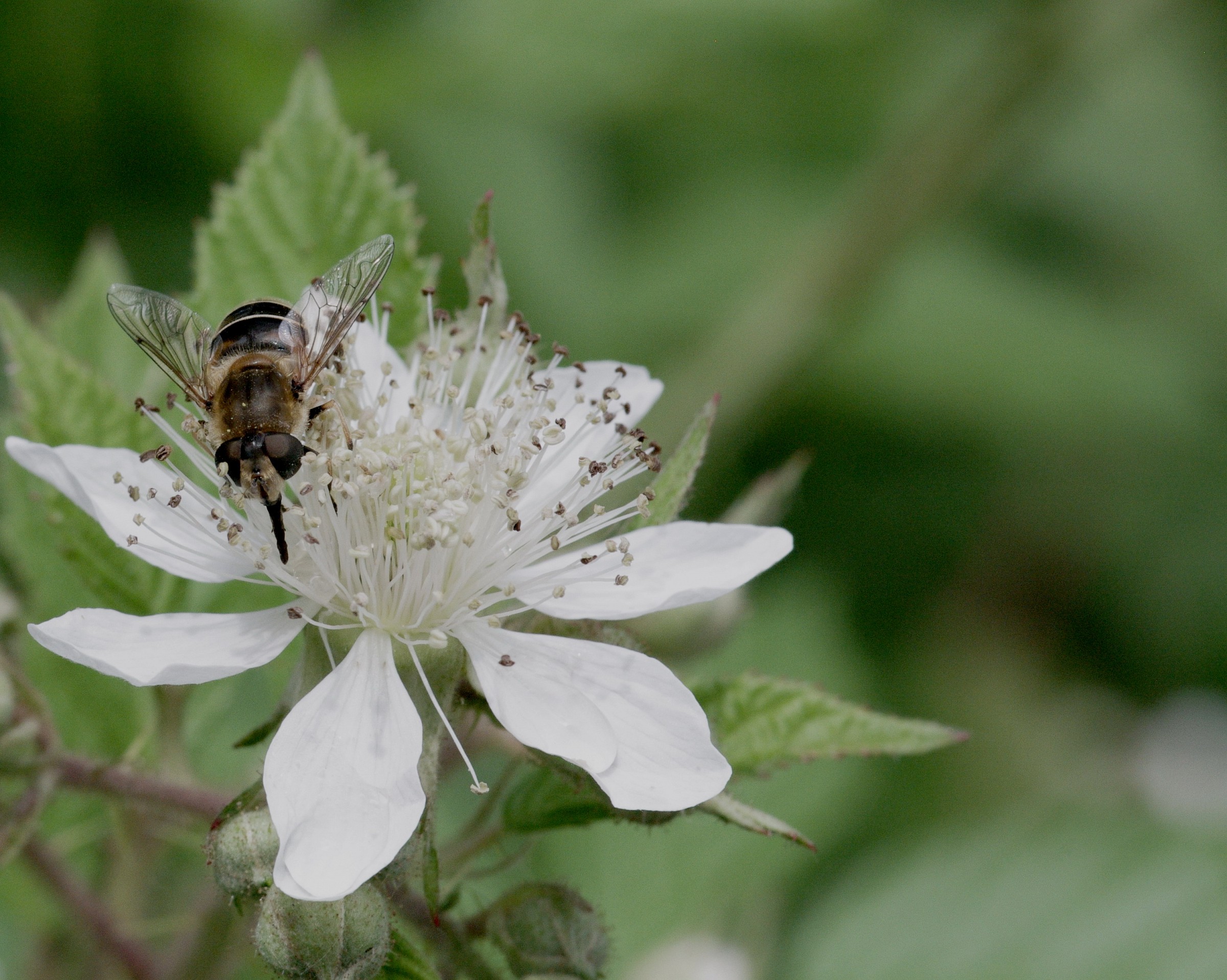 Bee on fioredirovo (2)
