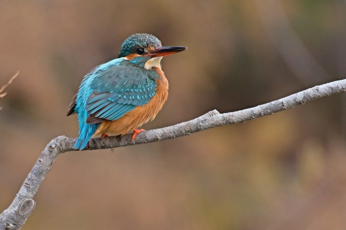 Kingfisher