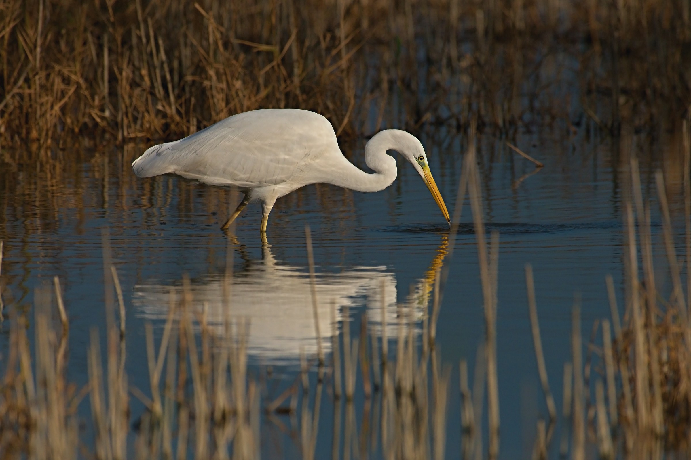White Heron Maggiore