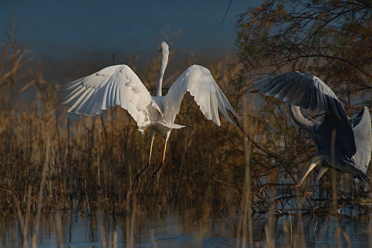 Grey Heron in bullying