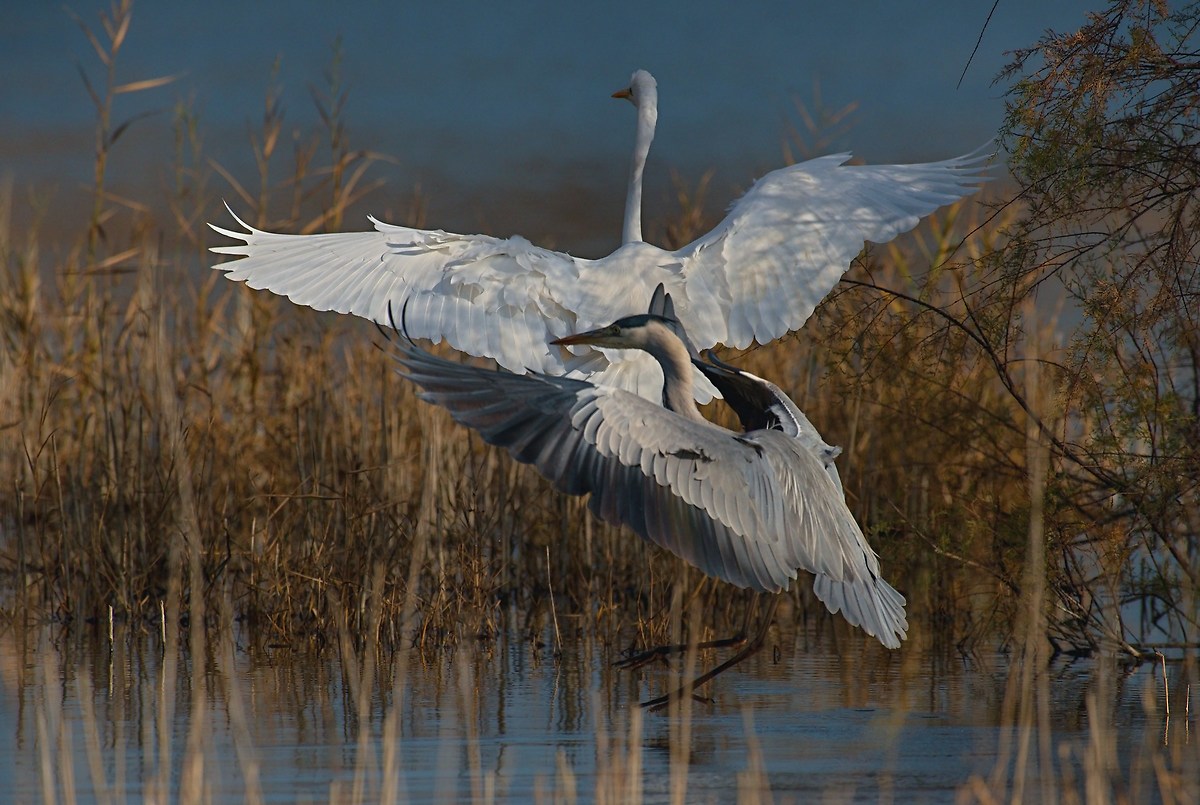 Bullying of Cenerino