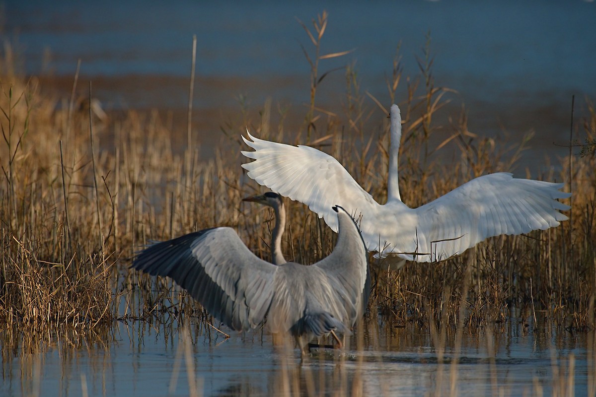 Bullying of Cenerino