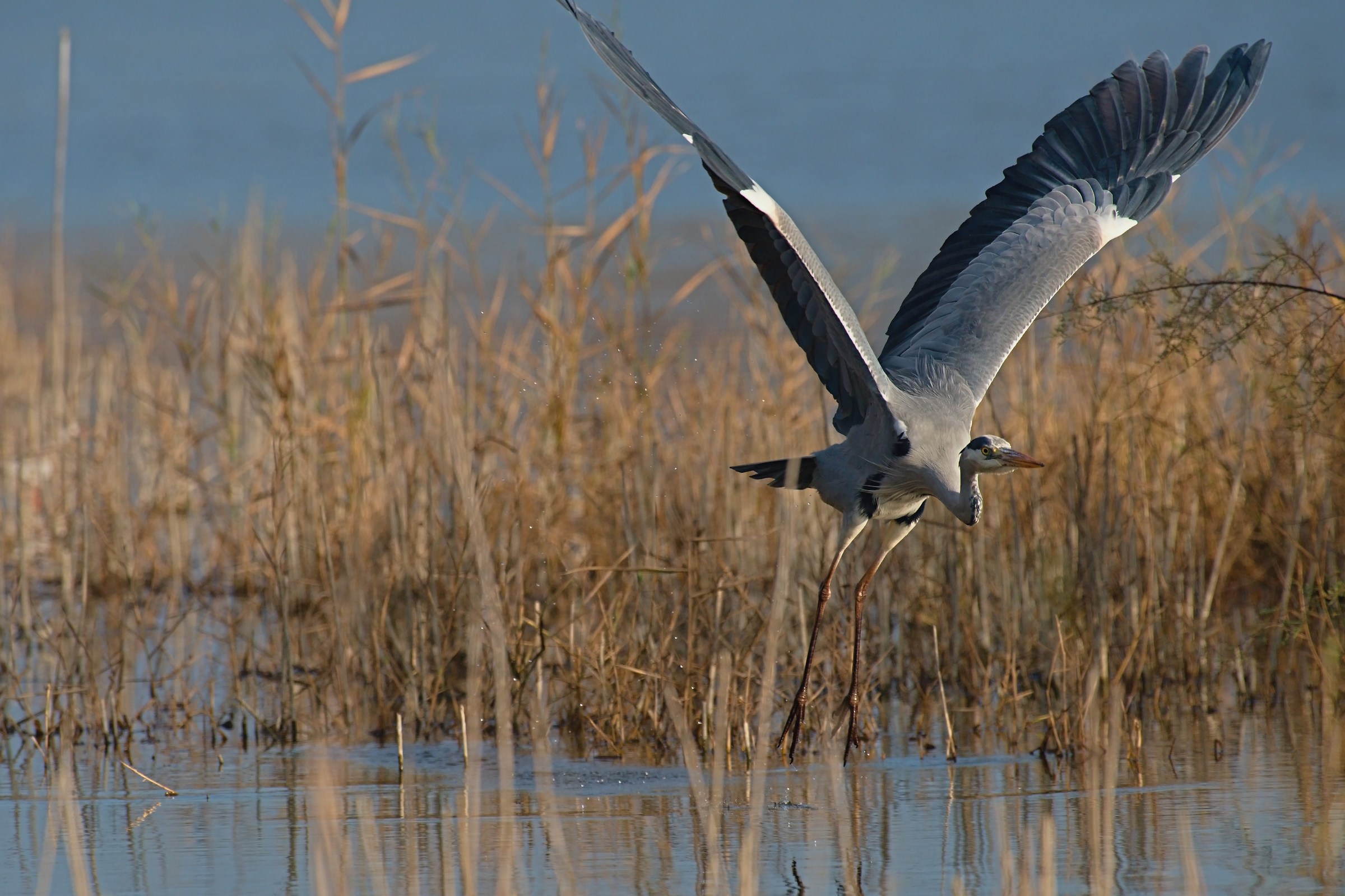 Grey Heron taking off