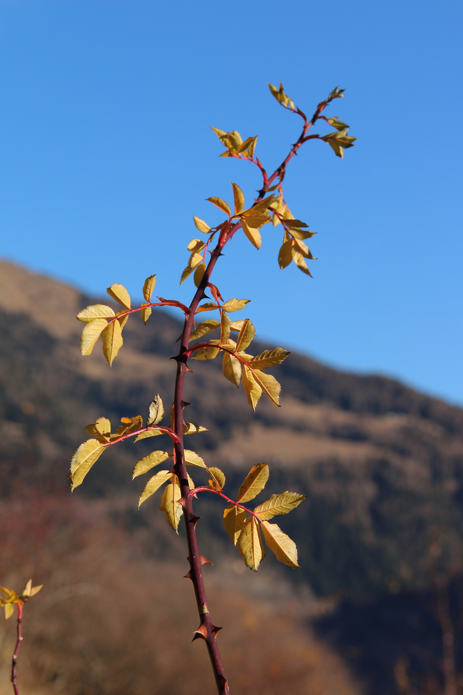 Tantrums abnormal winter 1200 m