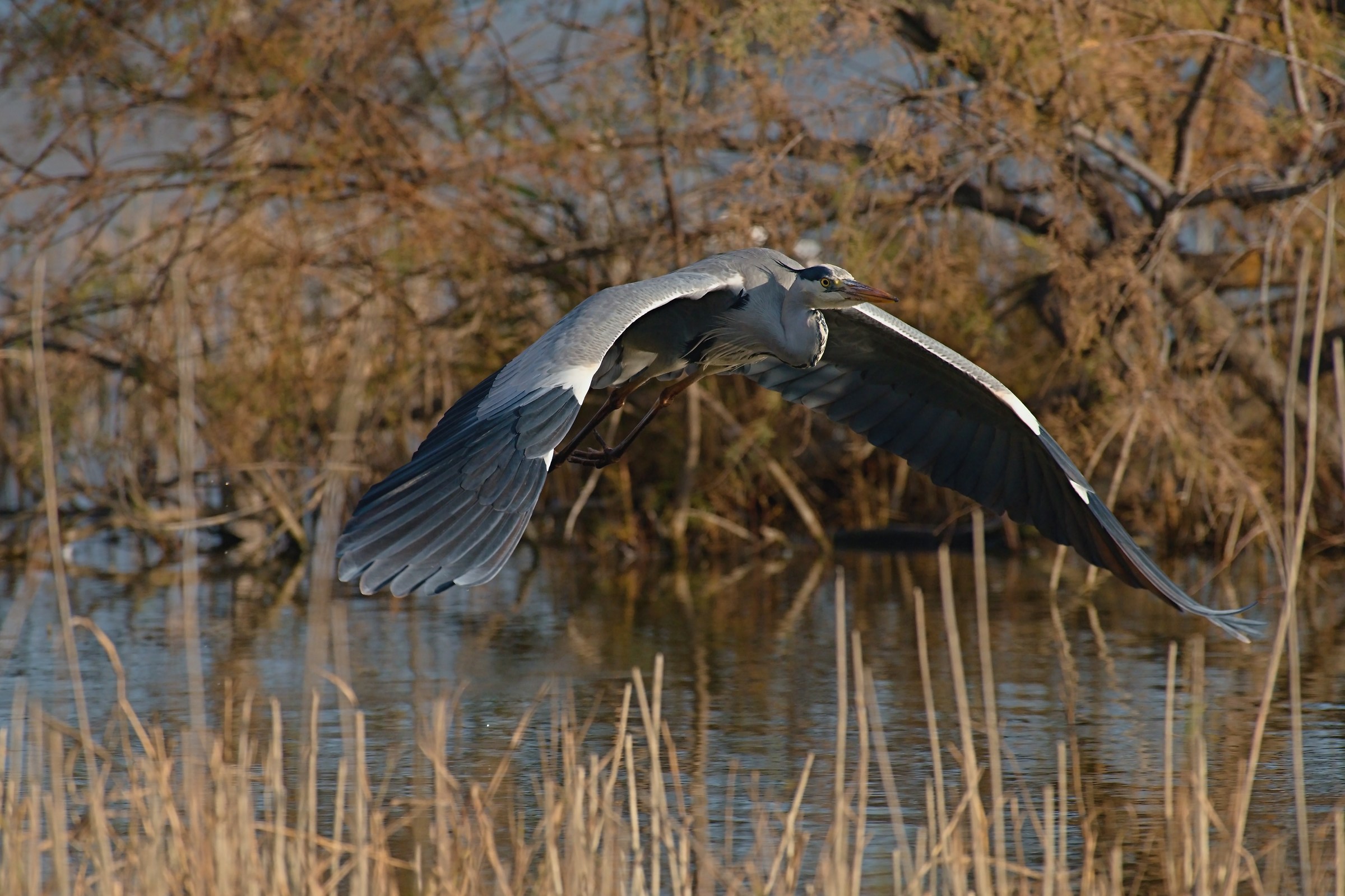 Heron in flight
