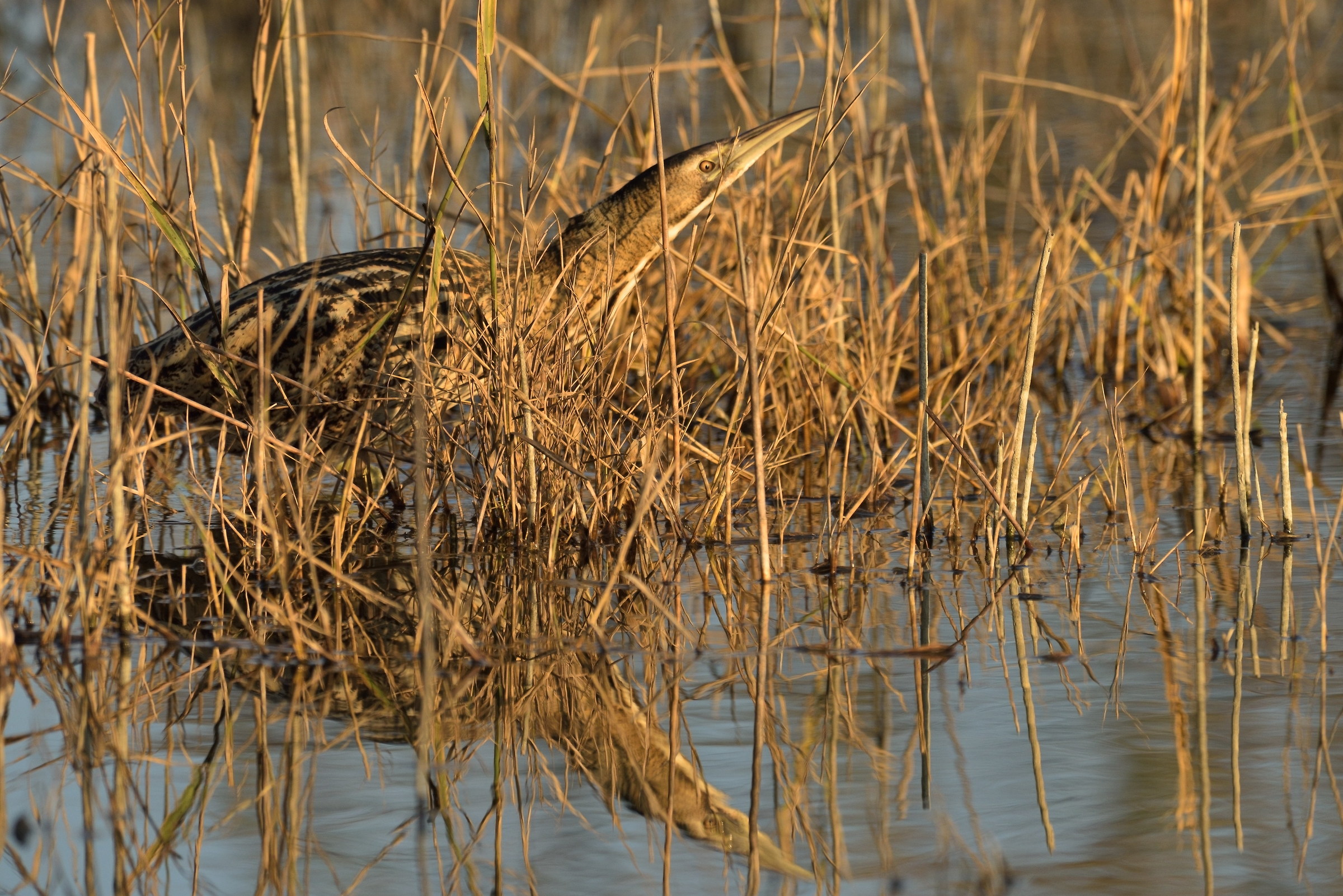 Bittern hunting