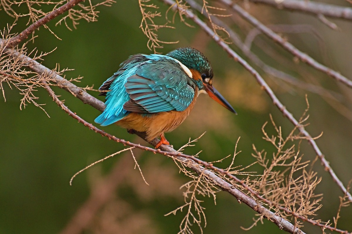 Kingfisher