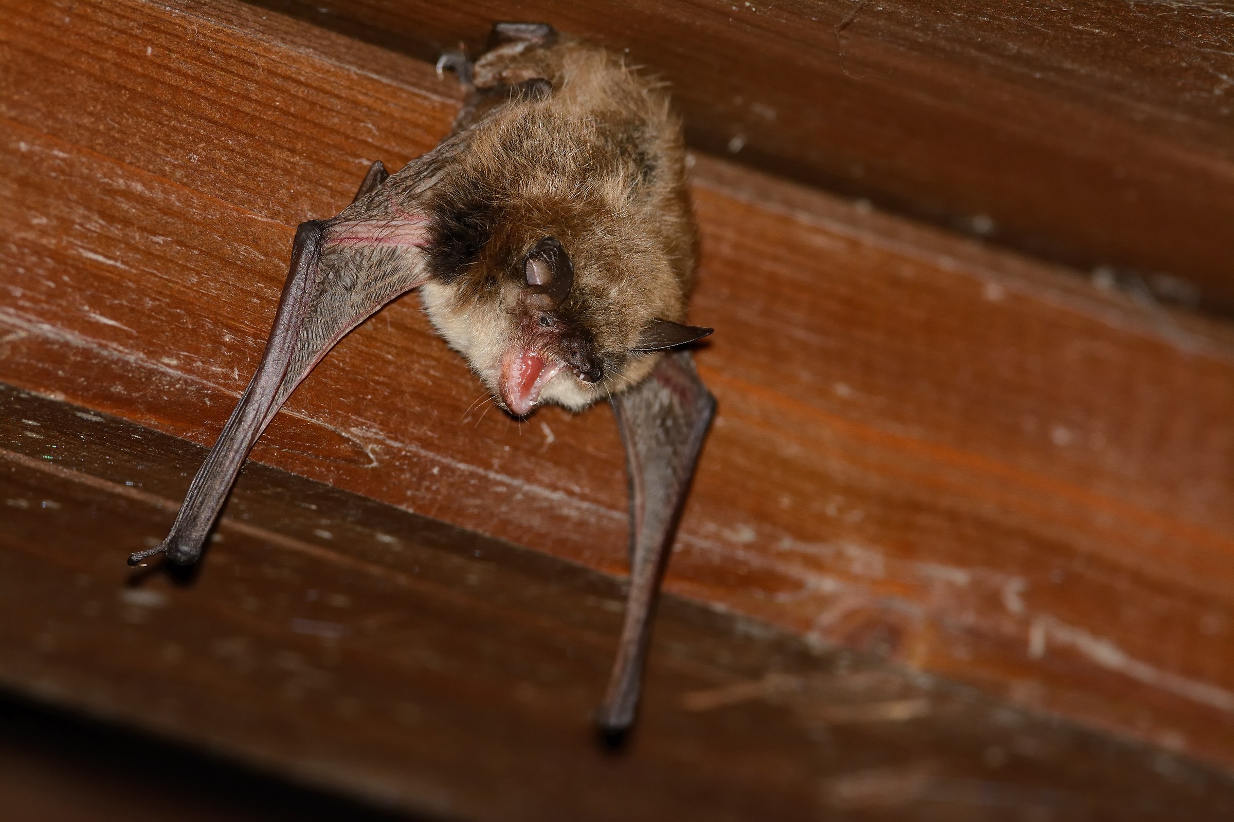 Pipistrello(Myotis Emarginatus,Vespertillo Smarginato).