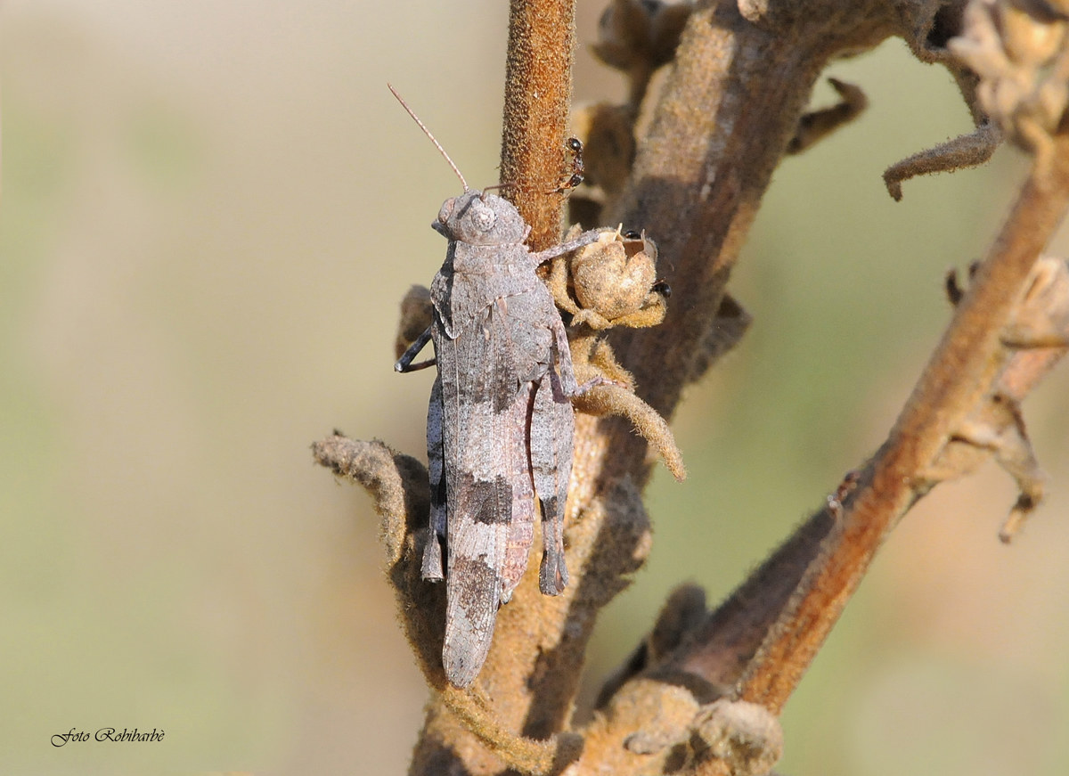 Il grillo e la formica...