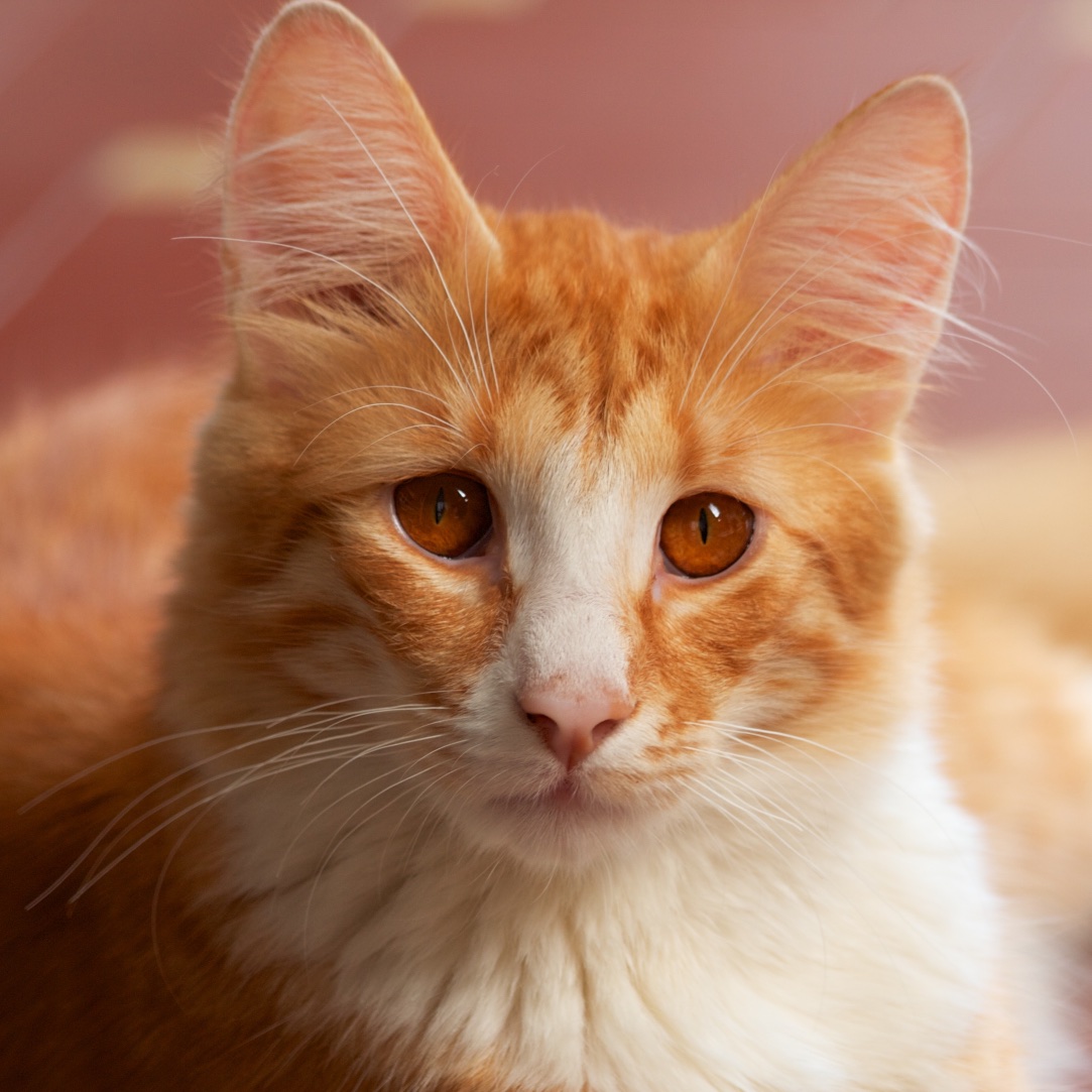 Norvegese delle foreste a 10 mesi