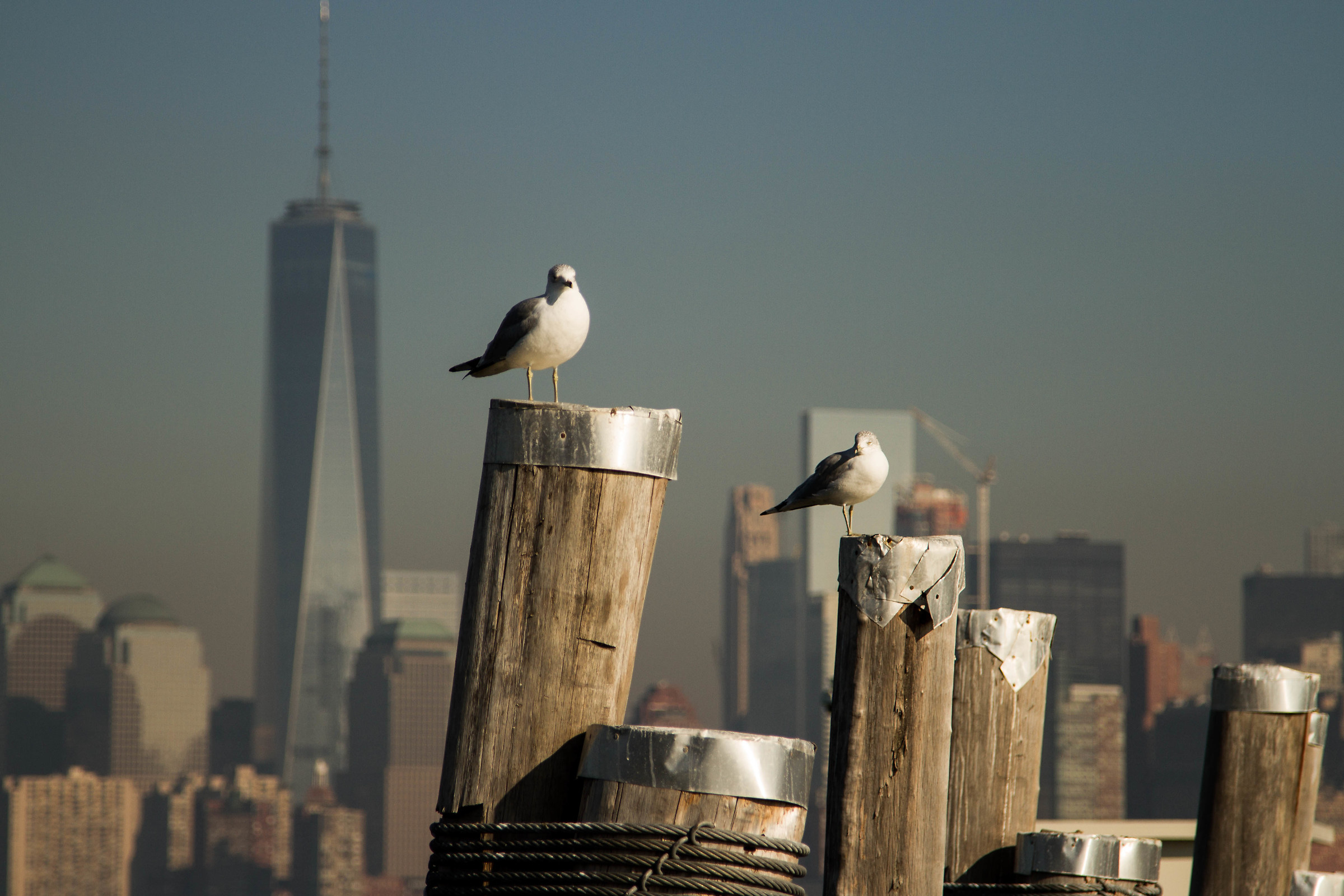 Birds in city