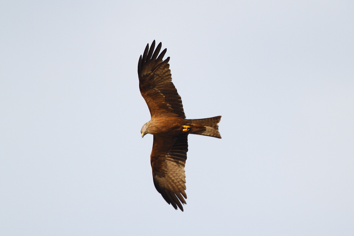 Black Kite