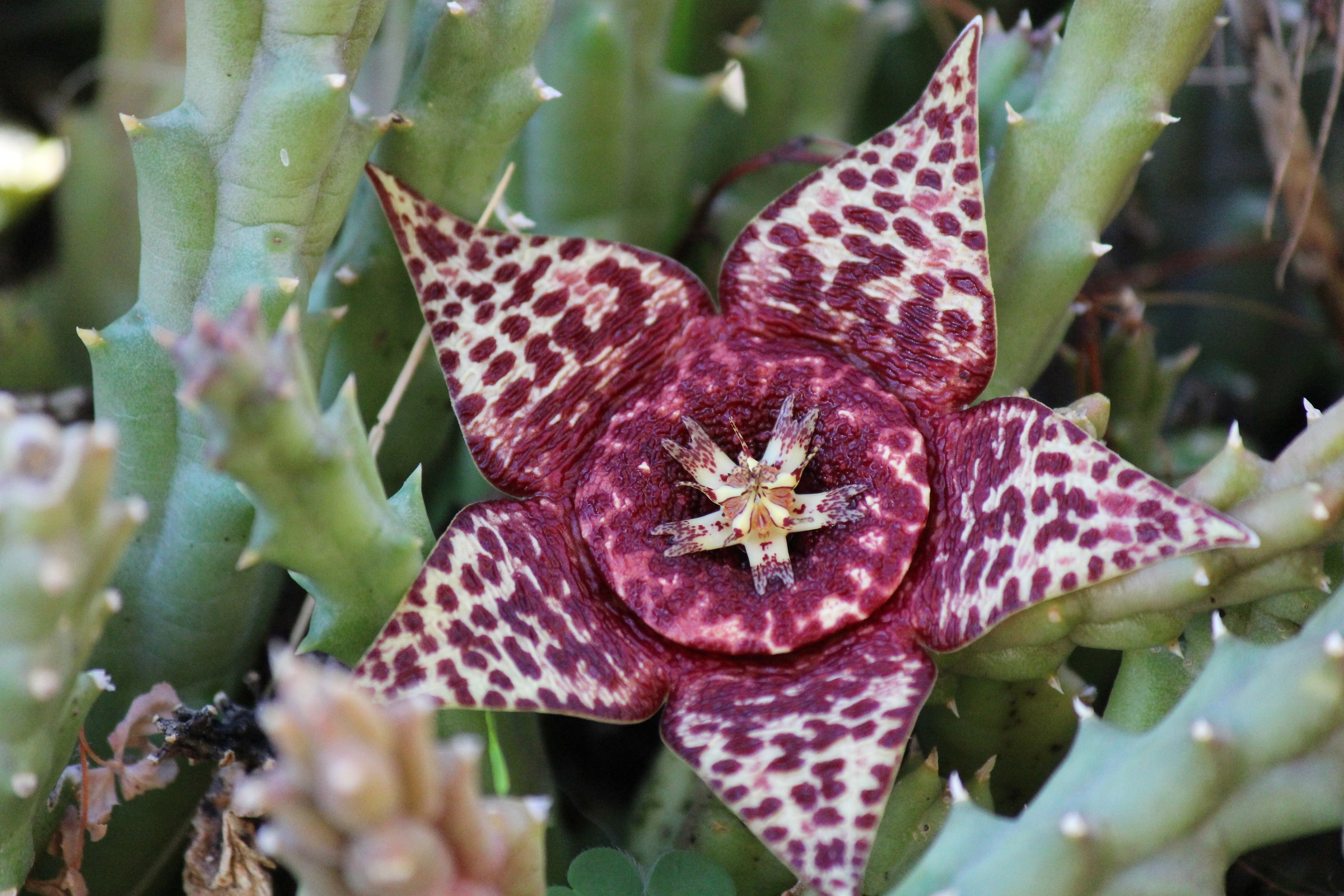 stapelia variegata