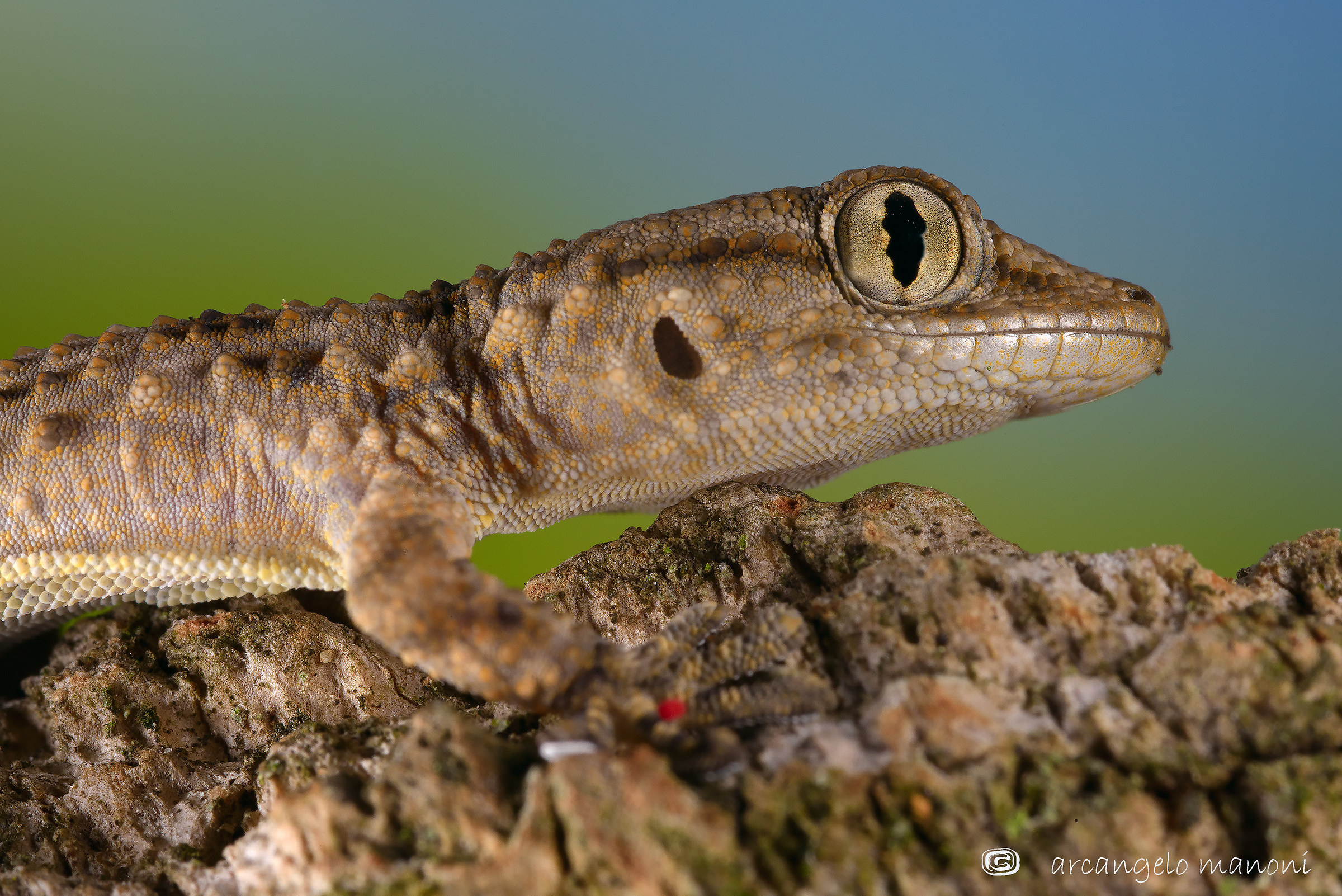 Tarentola mauritanica