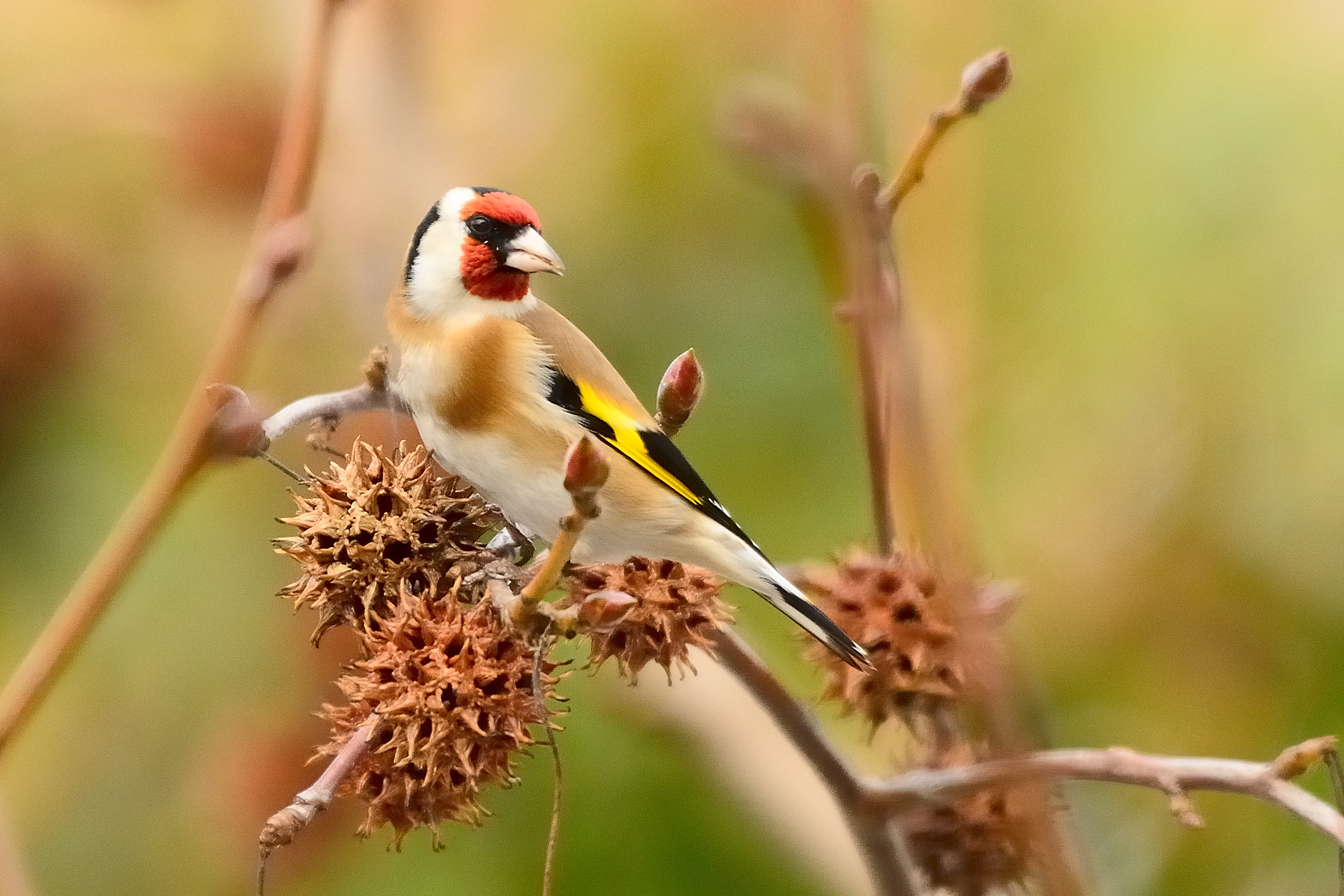 goldfinch