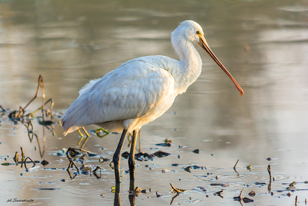 Spatola Bianca(Platalea leucorodia)