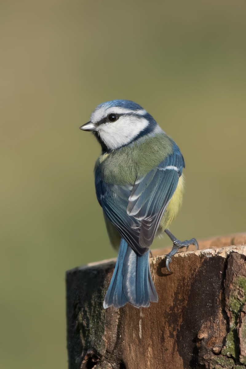 Blue Tit (Parus caeruleus)