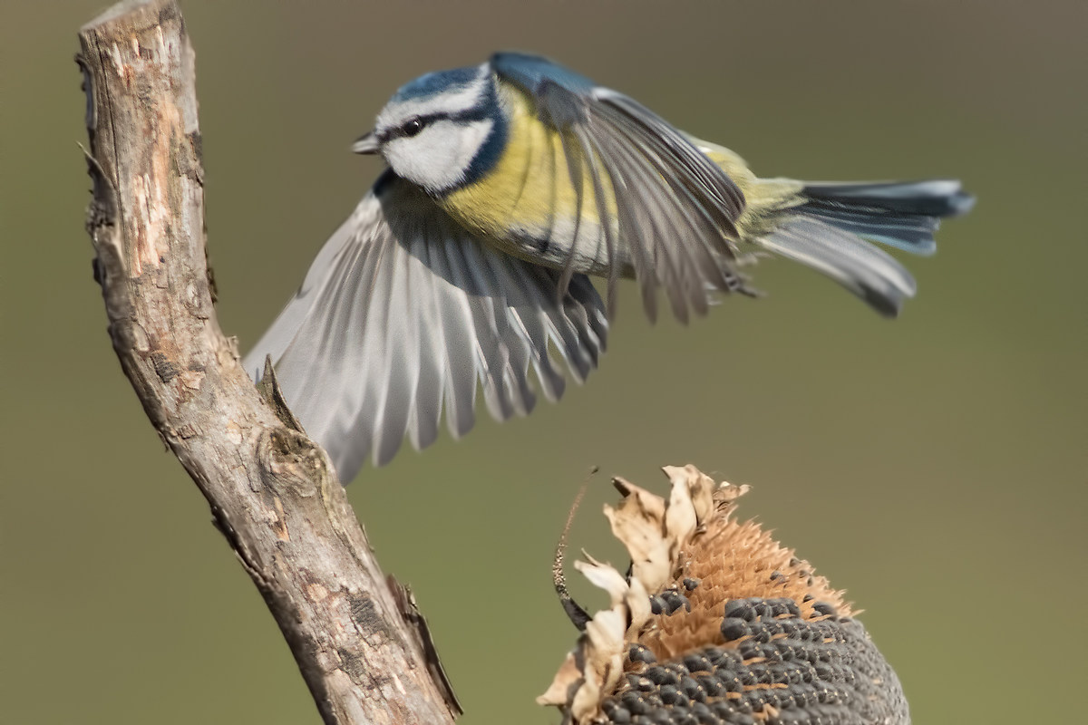 Blue Tit (Parus caeruleus)