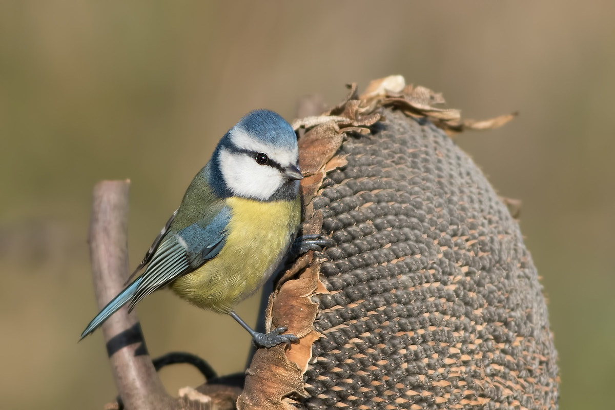 Blue Tit (Parus caeruleus)