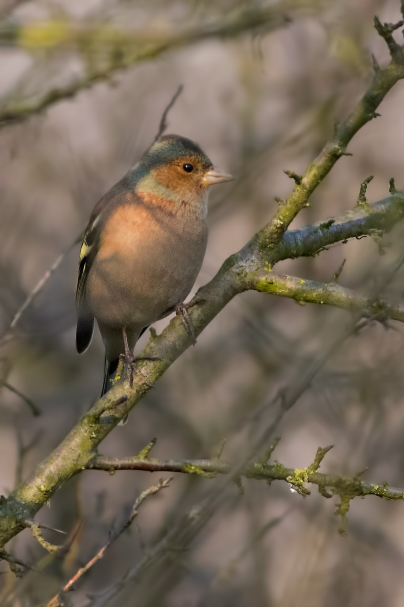 Chaffinch (Chaffinch)