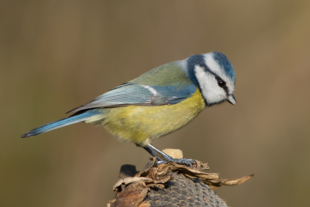 Blue Tit (Parus caeruleus)