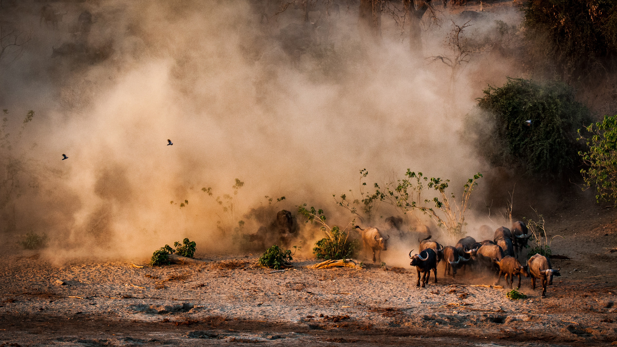 buffaloes light and dust