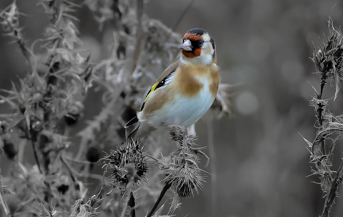 Goldfinch