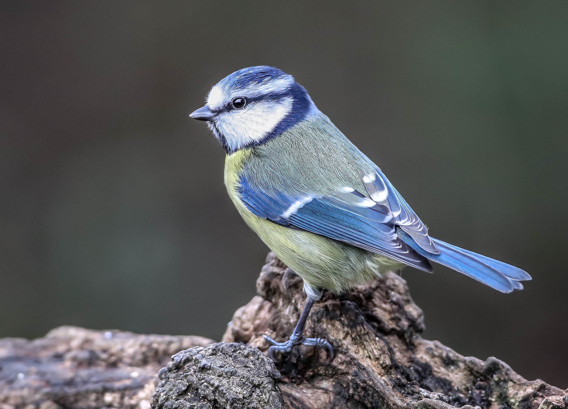 Blue Tit