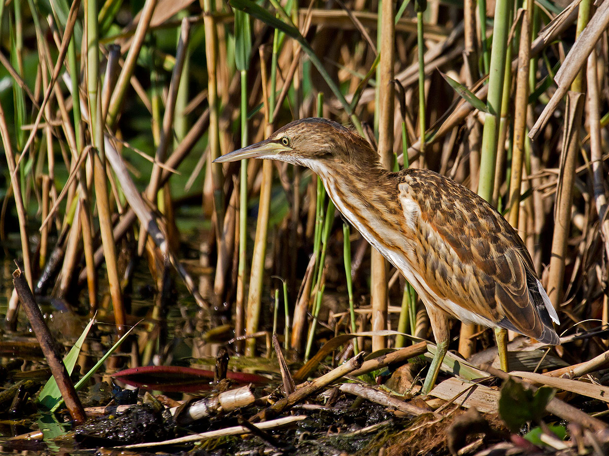 Bittern