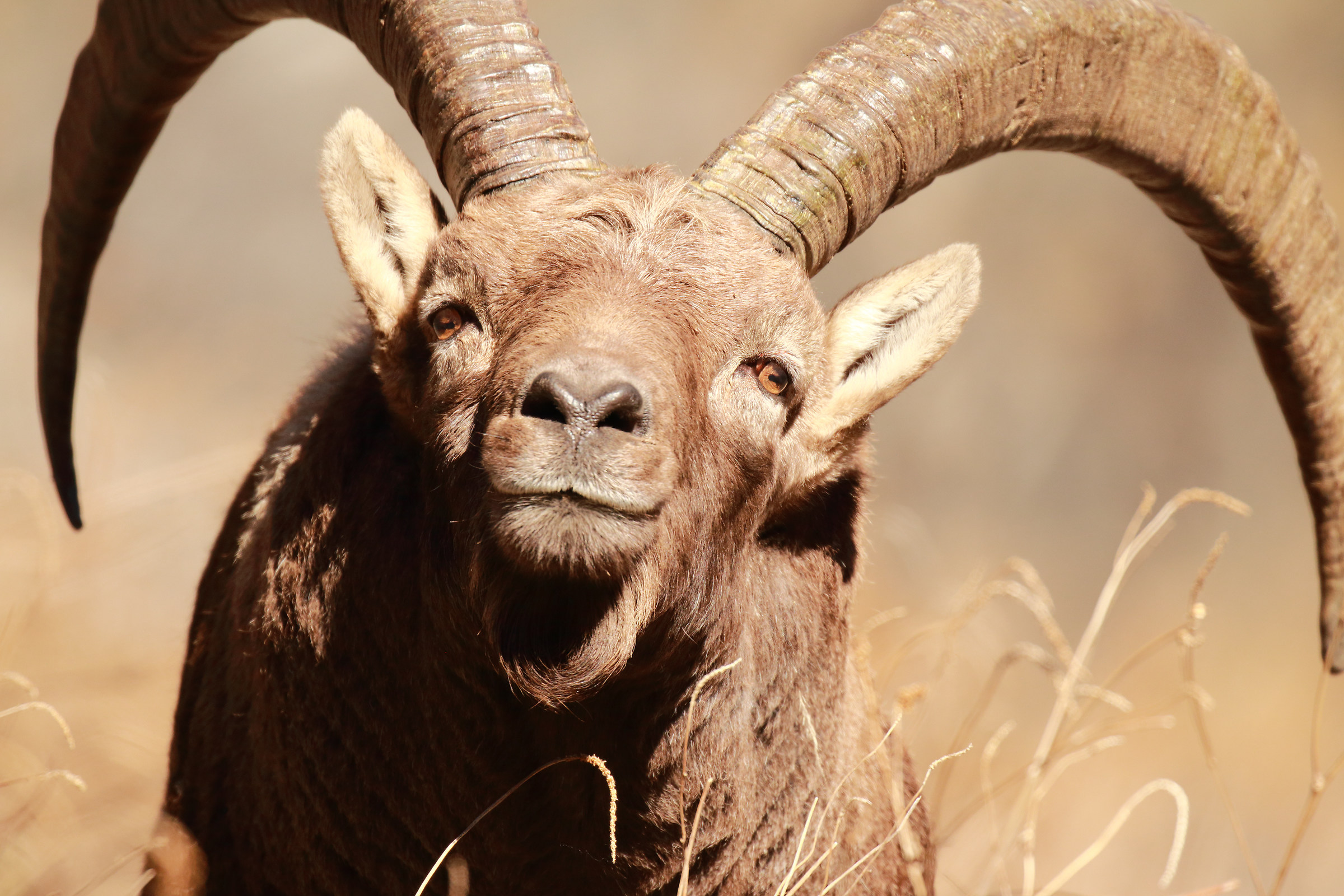 between me and "him"