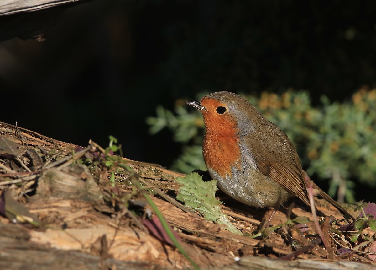 pettirosso molto curioso