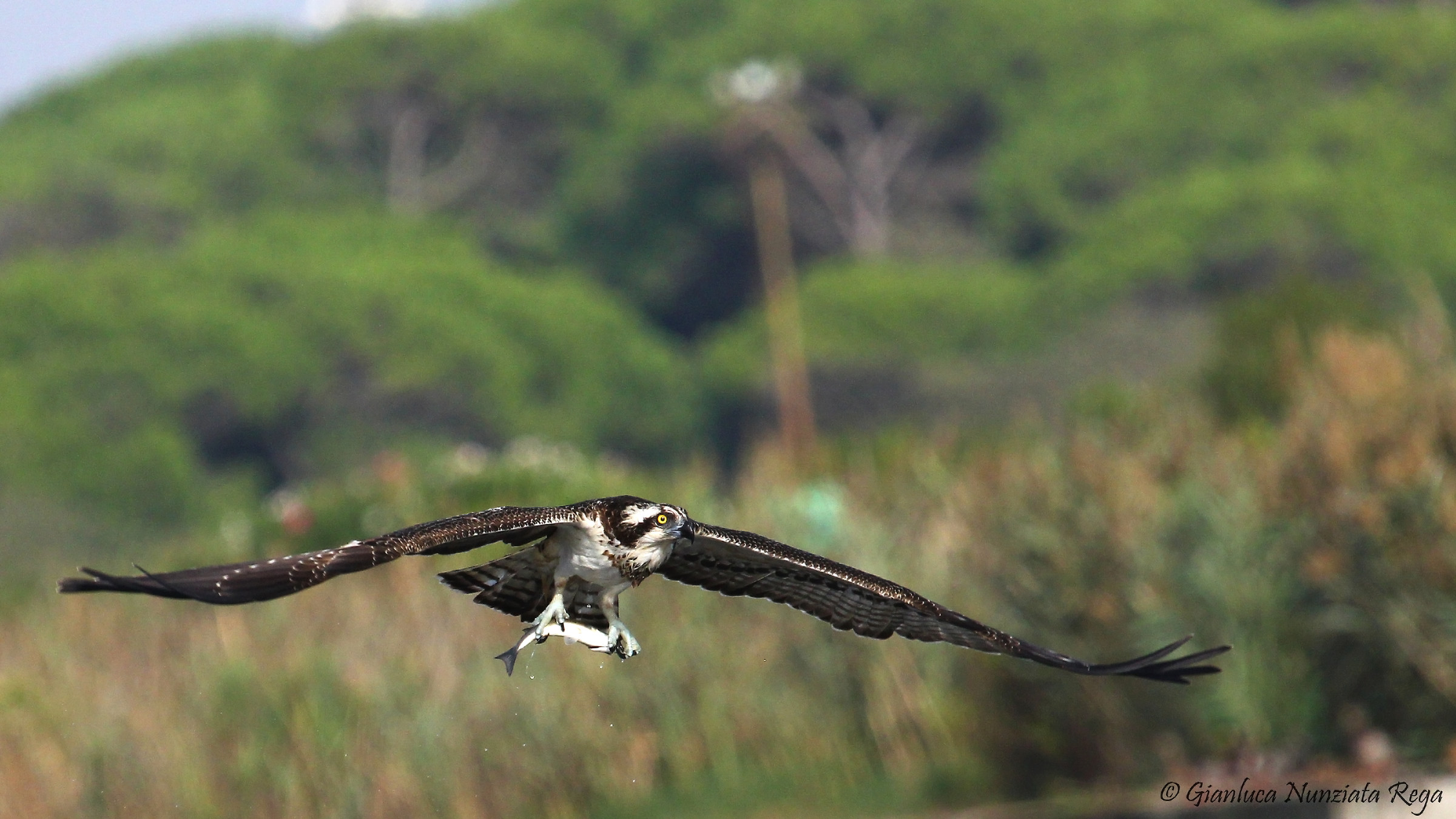 Falco pescatore con cefalo