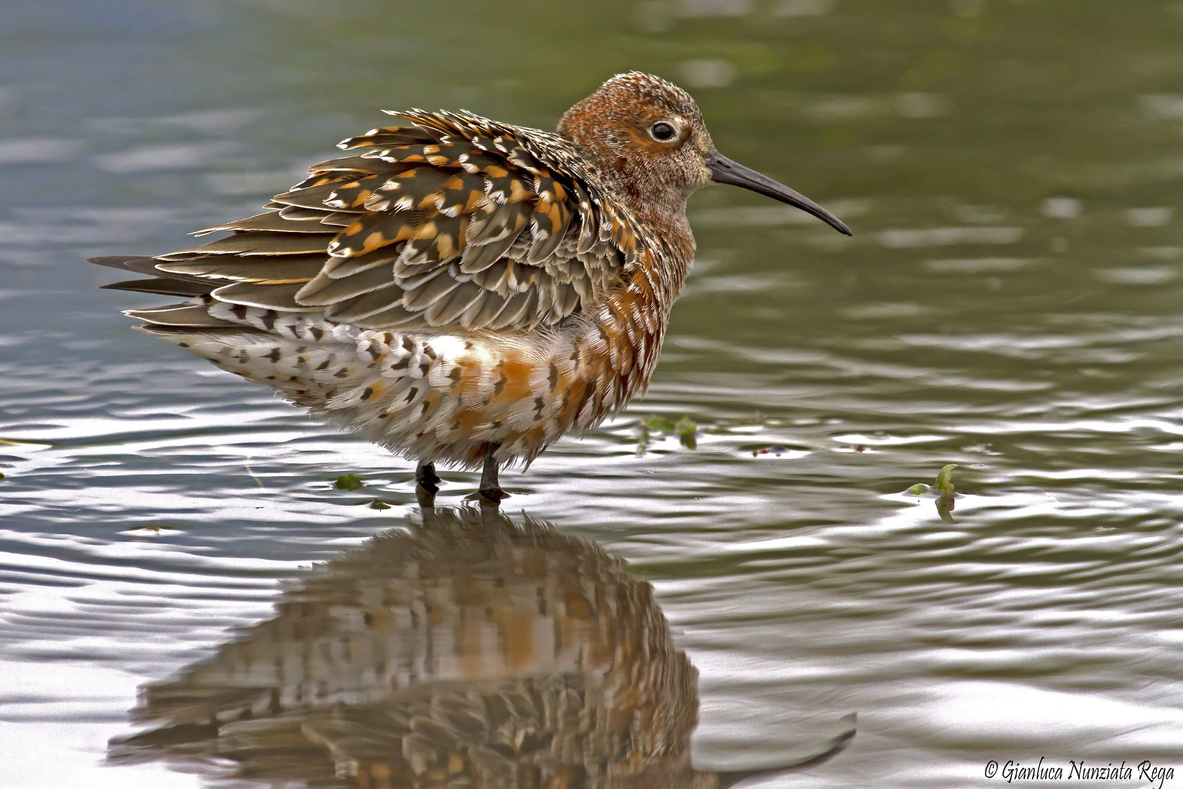 Common sandpiper