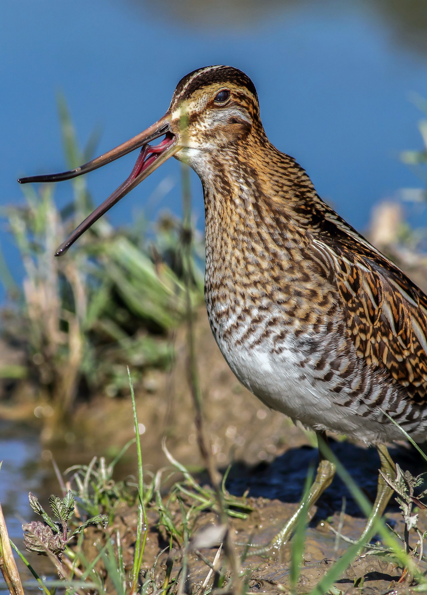le linguacce del beccaccino